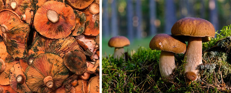 bolets